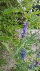 Vicia cracca