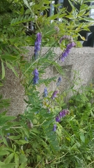 Vicia cracca