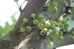 Ficus fistulosa