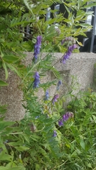 Vicia cracca