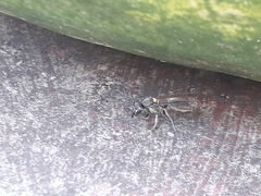Polybia paulista