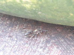 Polybia paulista
