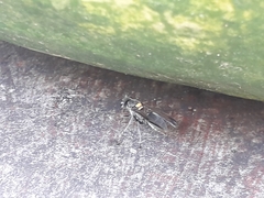 Polybia paulista