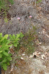 Armeria arenaria