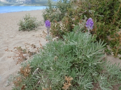 Lupinus kuschei