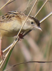 Cisticola juncidis