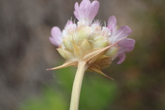 Armeria arenaria