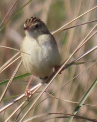 Cisticola juncidis