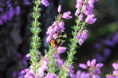 Bombus lapidarius decipiens