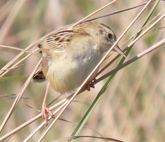 Cisticola juncidis