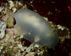 Cadlina