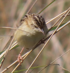 Cisticola juncidis