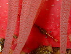 Heptacarpus kincaidi