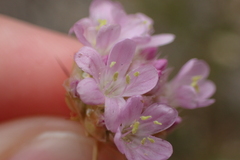 Armeria arenaria