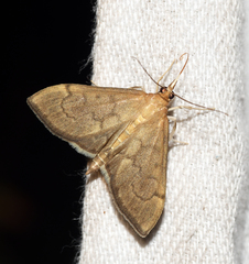 Anania mysippusalis