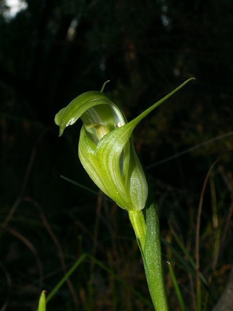 Australian mountain greenhood