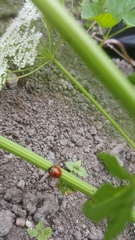 Coccinella septempunctata