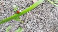Coccinella septempunctata