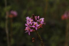 Epidendrum arachnoglossum