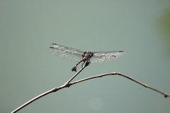 Ictinogomphus decoratus