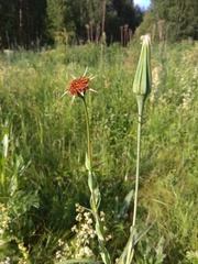 Tragopogon sibiricus