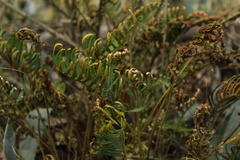 Pleopeltis orientalis
