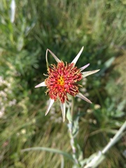 Tragopogon sibiricus