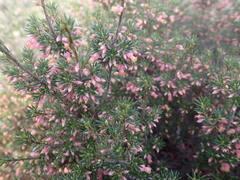 Brachyloma ericoides