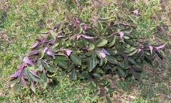Vitex trifolia