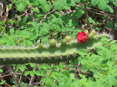 Stenocereus standleyi