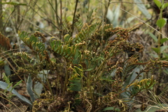 Pleopeltis orientalis