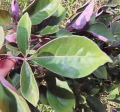 Vitex trifolia