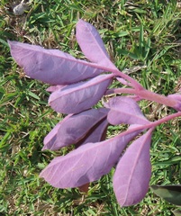 Vitex trifolia