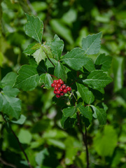 Rhus aromatica aromatica