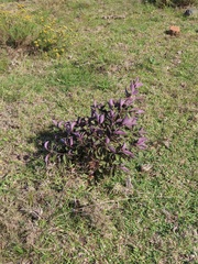 Vitex trifolia