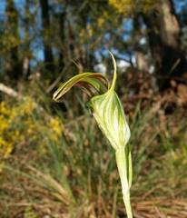 Pterostylis grandiflora