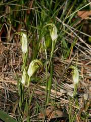 Pterostylis grandiflora