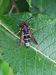 Paranthrene tabaniformis