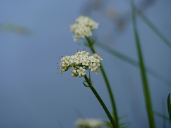 Valeriana dioica