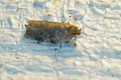 Acleris placidana