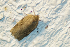 Acleris placidana