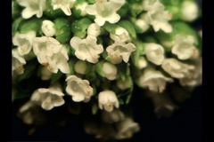 Valeriana dioica