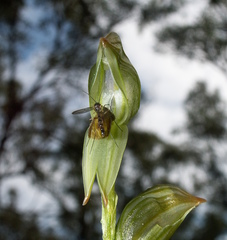 Pterostylis chlorogramma