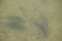 Geophagus surinamensis