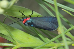 Pygoctenucha terminalis