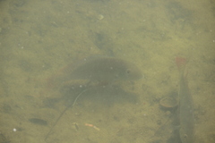 Geophagus surinamensis