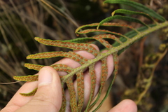 Pleopeltis orientalis