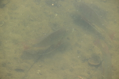 Geophagus surinamensis