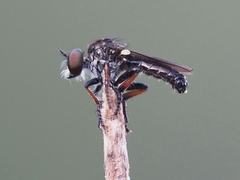 Hadrokolos texanus