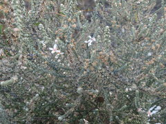 Olearia lanuginosa
